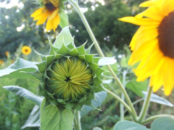 Girasoles en Withrow Park_Toronto