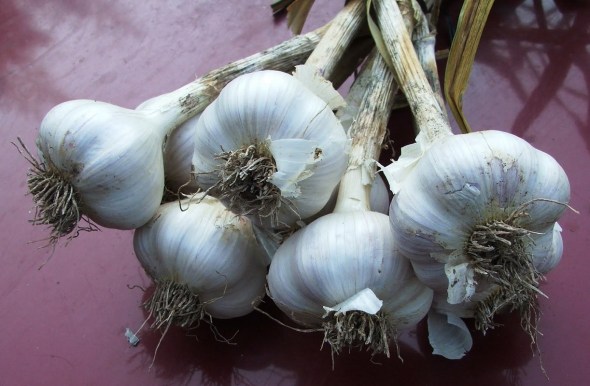 Hardneck garlic_photo via Penn State Hort Blog