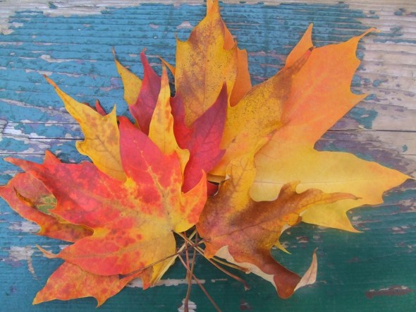 Las primeras hojas han cambiado sus colores_Otoño en Toronto