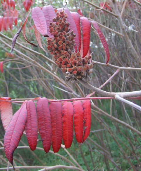 ZP_Sumac with ripe fruit_Autumn in Toronto