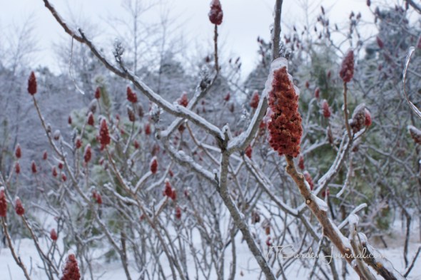 Zumaque canadiense durante el invierno_Sumac in winter_Canadá