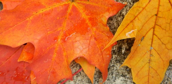 Feuilles dAutomne numero 2_octobre de 2014_Toronto