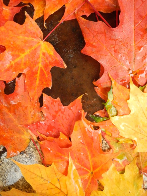 Feuilles dAutomne_octobre de 2014_Toronto