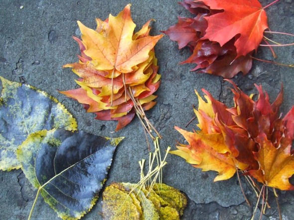 Hojas caídas y recolectadas_Fallen leaves gathered...Toronto_octubre de 2014