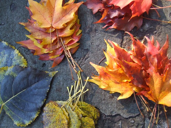 Hojas caídas y recolectadas_octubre de 2014_Toronto_Canadá