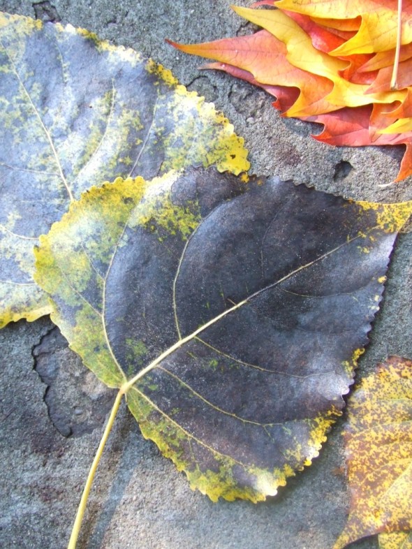 Hojas caídas y recolectadas_Toronto_Canadá_octubre de 2014