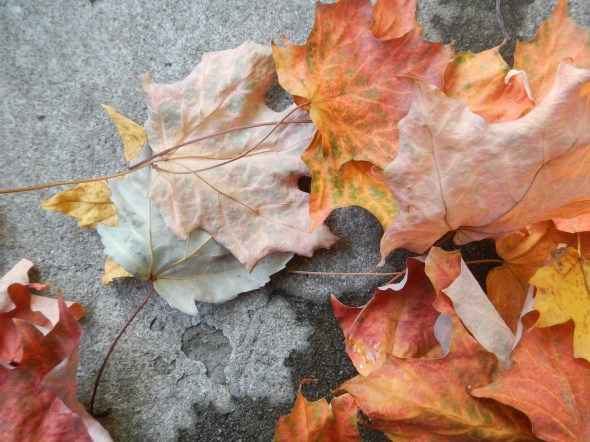 Hojas de octubre 2_Toronto 2014