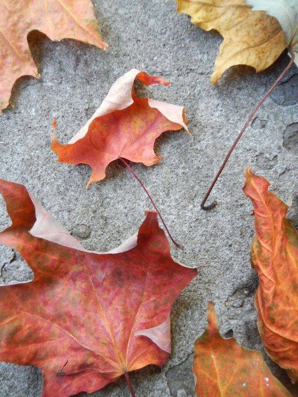 Hojas de octubre_Toronto 2014