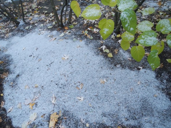 Toronto_First snow of the season_16.11.2014