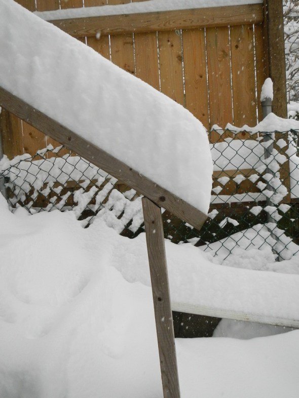 My backyard december 2014