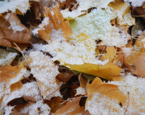 November 16th 2014_First snowfall of the season in Toronto