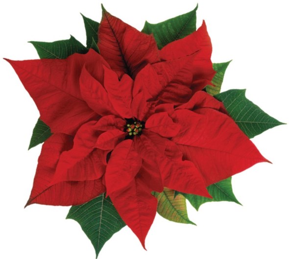 Red Poinsettia