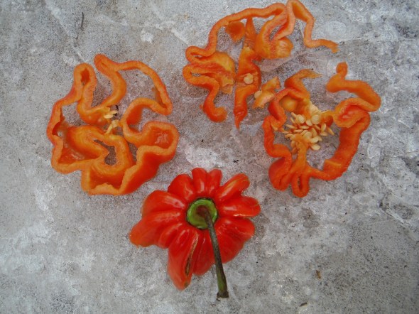 Congo pepper – sliced, on ice!