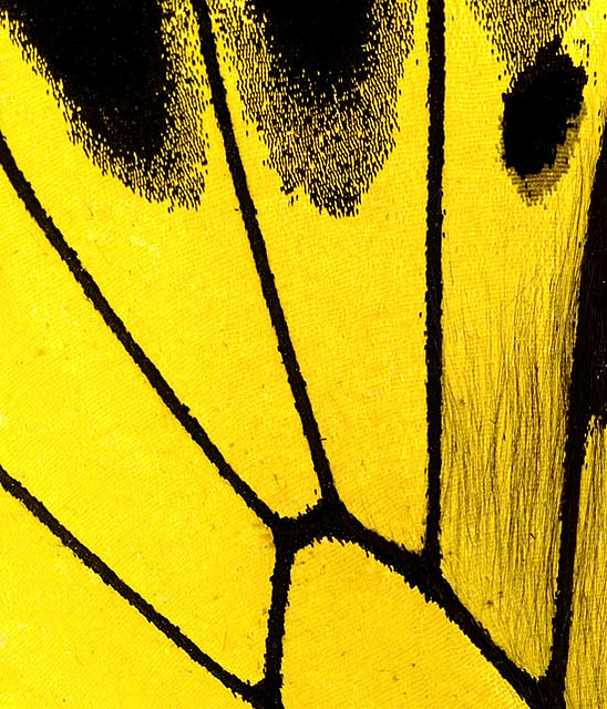Ala de una mariposa "Troides Minos" en gran detalle_Derechos de autor_fotógrafo James Turner