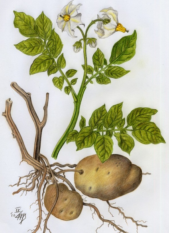 Dibujo botanico de una planta patata Solanum tuberosum_por Rosentod_ Potato botanical drawing by Rosentod