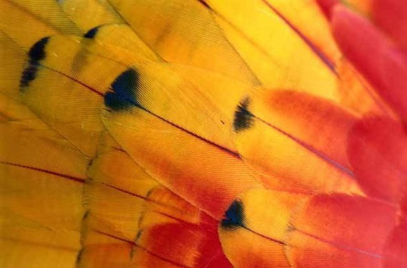 Ala de una mariposa andina_fotógrafo Jorge Gajardo Rojas