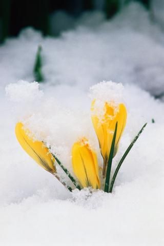 Yellow crocus in snow_early Spring