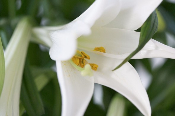 The White Lily flower_sometimes a symbol for Easter and The Resurrection