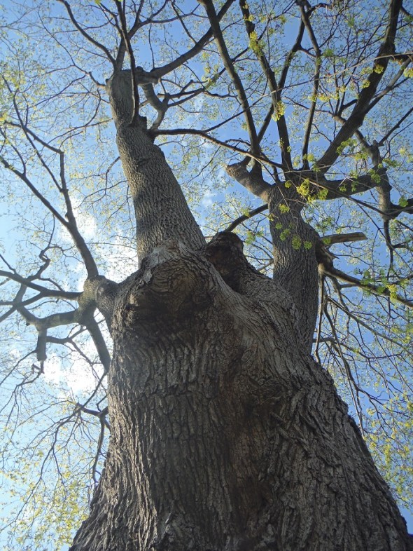 El arce echando hojas_1 de mayo...