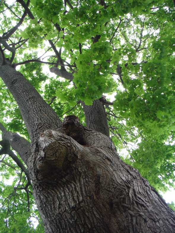 El arce echando hojas_11 de mayo...
