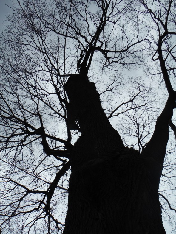 El arce sin hojas_22 de abril 2015