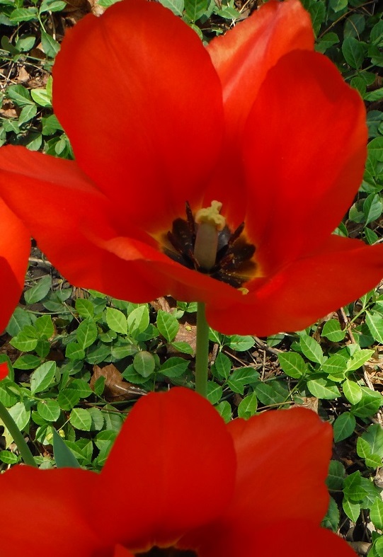 Flores de mayo_Tulipanes en Toronto