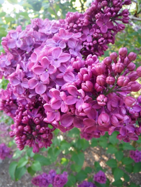 Lilas en Toronto 2_mayo de 2015