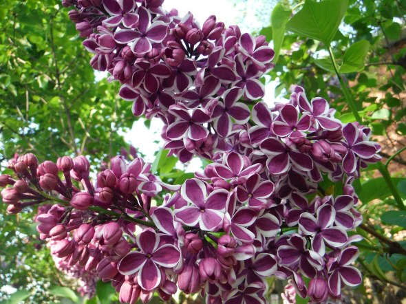 Lilas en Toronto 3_mayo de 2015