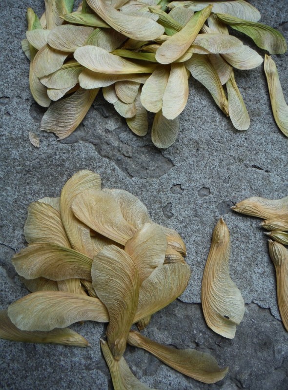 Sámaras o frutos del árbol arce al fin de mayo. Los niños canadienses dicen helicópteros de arce.