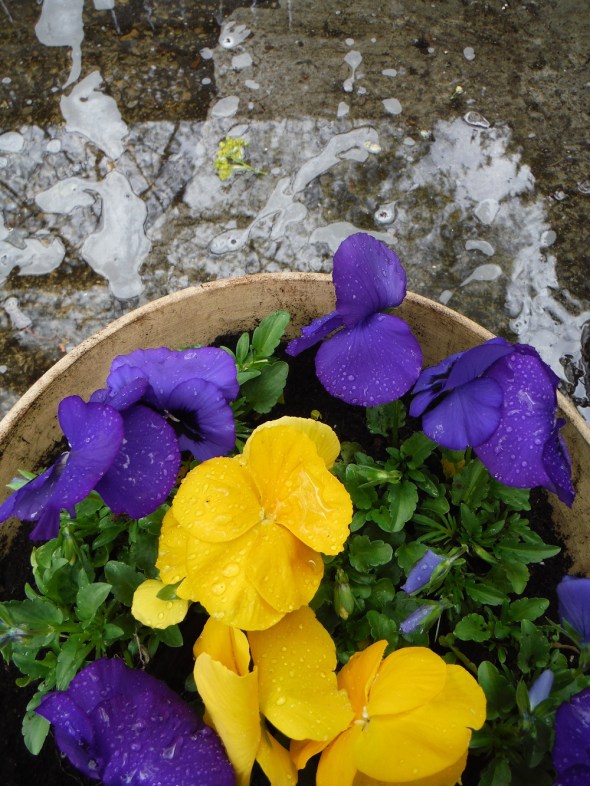 Spring flowers_Toronto Canada_May 4th 2015