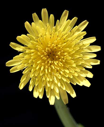 Dandelion flower