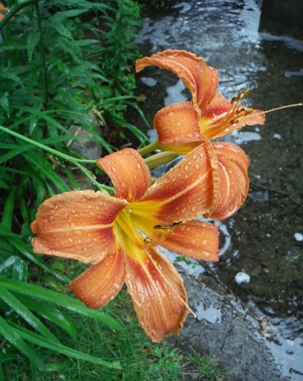 Day Lilies in Toronto_July 17th 2015