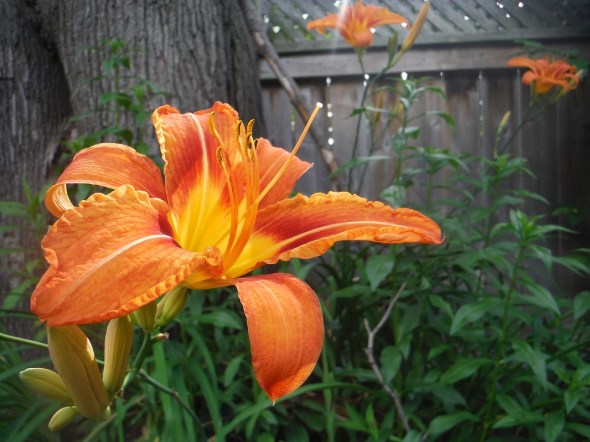 Day Lily 2_July 2015