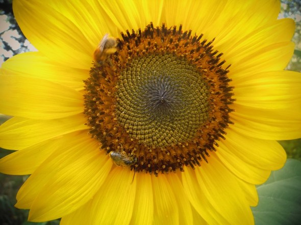 Girasol en Toronto_30.07.2015