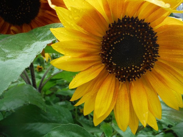 Girasoles en la lluvia 2_Toronto_Julio de 2015