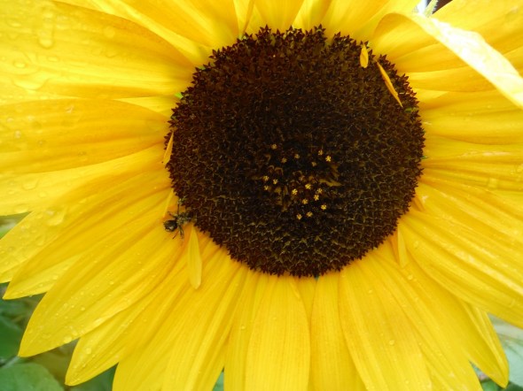 Girasoles en la lluvia 3_Toronto_Julio de 2015
