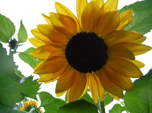 Girasoles en la lluvia 4_Toronto_Julio de 2015