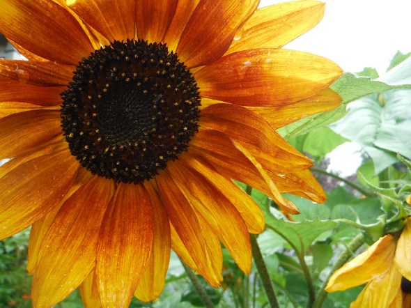 Girasoles en la lluvia 5_Julio de 2015