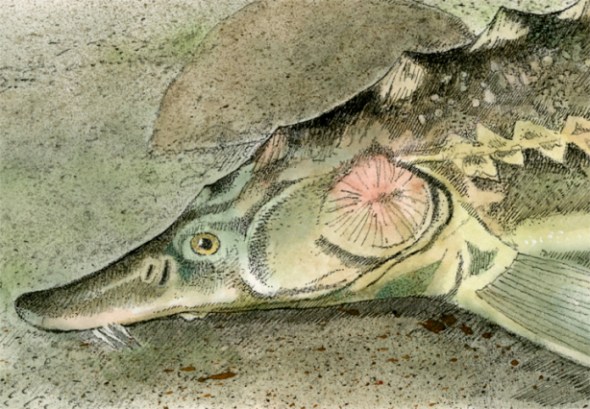 Lake Sturgeon_detail of a drawing by John Foster Dyess for Field and Stream magazine_January 1998