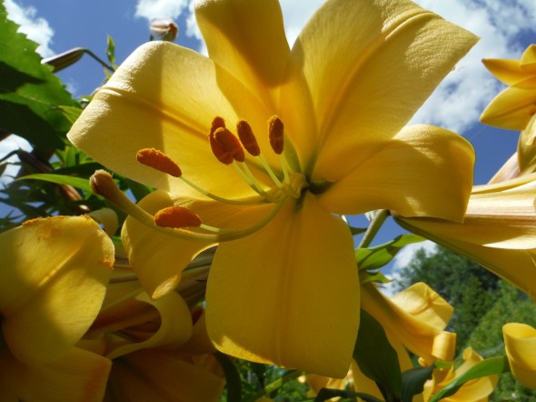 Lirios en Toronto 1_23.07.2015