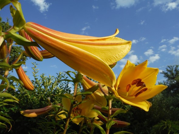 Lirios en Toronto 2_23.07.2015