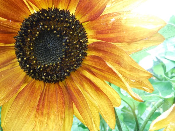 Sunflower in Toronto_Summer 2015