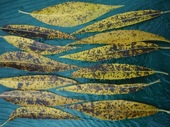 29.09.2015_First Autumn Leaves_ Withrow Park_Toronto