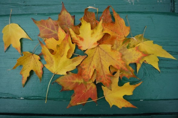 6 de octubre 2015_primeras hojas que cambian de color_Toronto