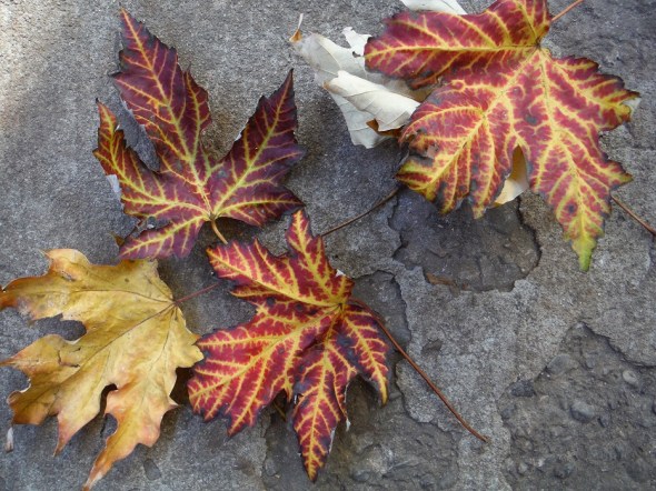 Autumn leaves in Toronto_October 30th 2015