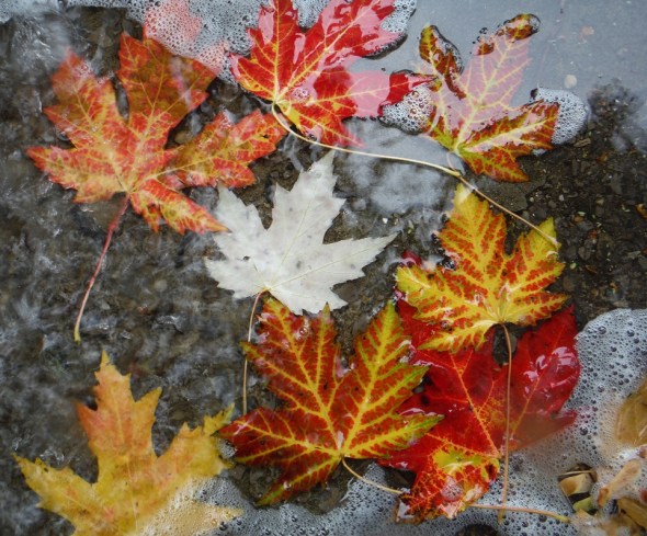 Fallen Leaves in the rain_October 24th 2015_Toronto