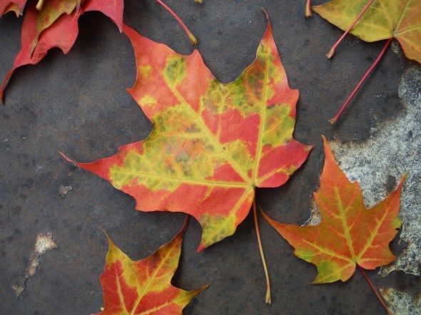 Feuilles d'octobre_Toronto_19.10.2015