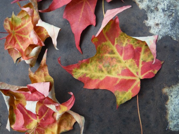 Feuilles mortes_Toronto en octobre de 2015