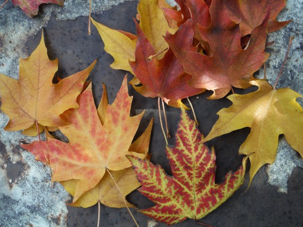 Hojas de octubre en Toronto_14.10.2015_A