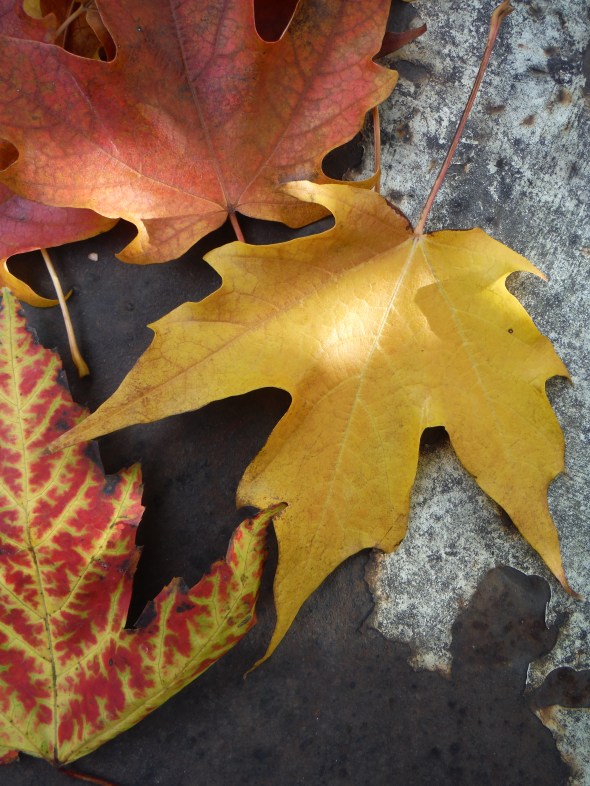 Hojas de octubre en Toronto_14.10.2015_B